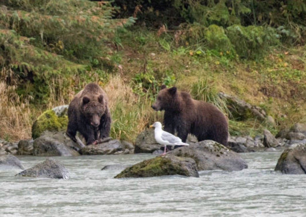 Two brown bears fishing at a river in Sitka Alaska with a seagull on mossy rocks