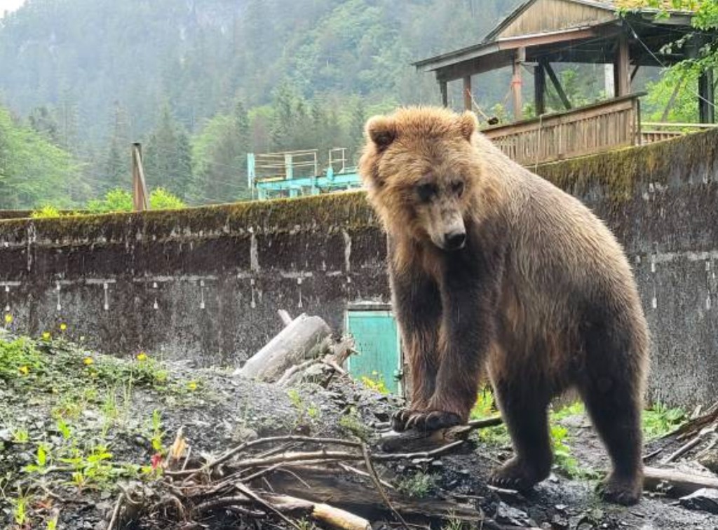 Brown bear in a naturalized habitat enclosure at Fortress of the Bear in Sitka Alaska