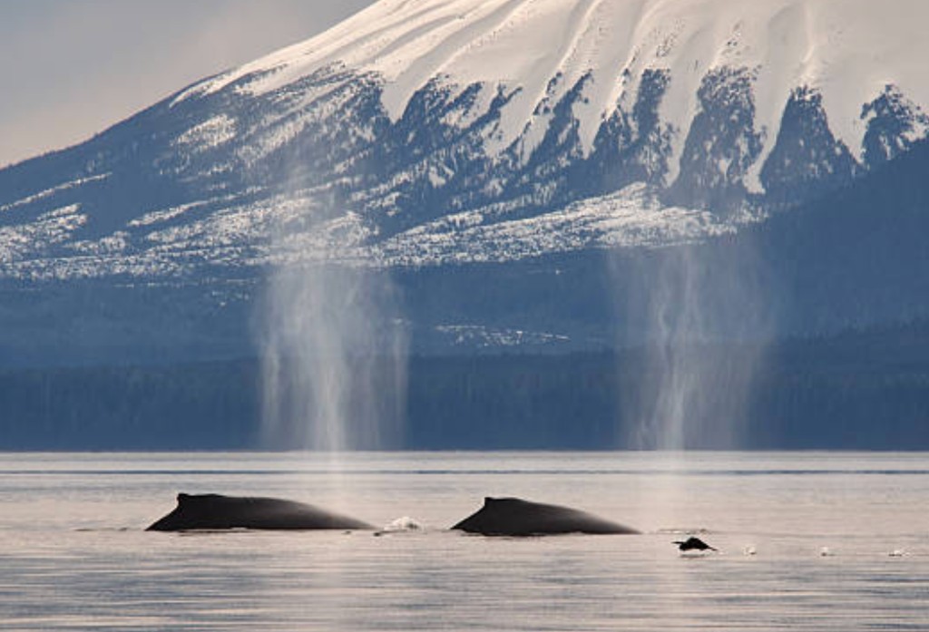 Humpback whales breaching with snow-capped mountains in Sitka Sound Alaska
